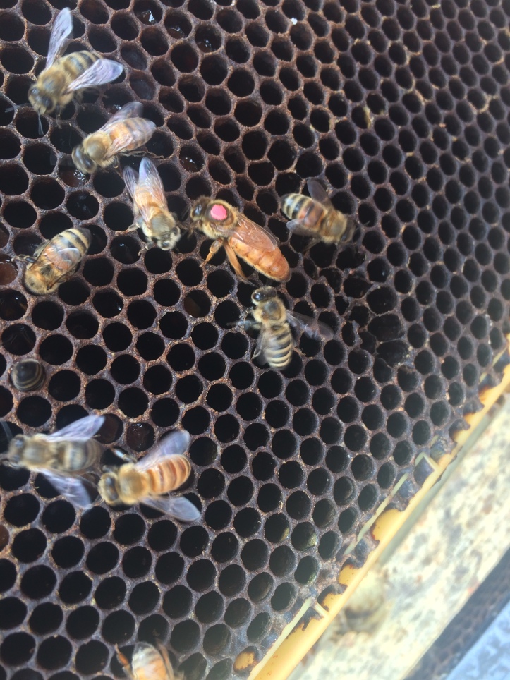  The big bee with the pink dot is QUEEN CLEOPATRA. See how different she looks than the worker bees who are attending to her? 